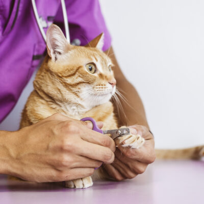 All you need to know about diabetes mellitus in cats