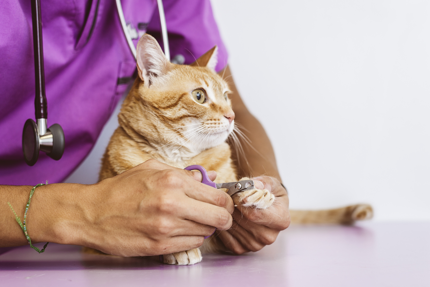 All you need to know about diabetes mellitus in cats