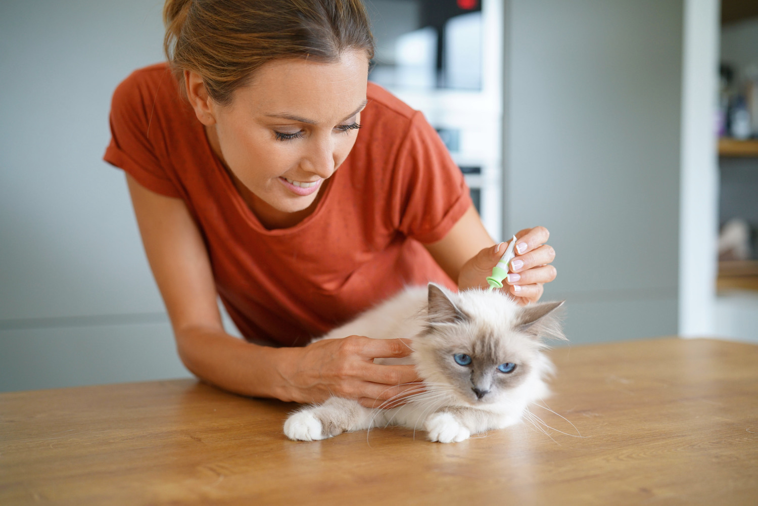 Fleas and ticks – natural remedies for cats