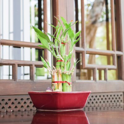 12 houseplants cats can safely choose