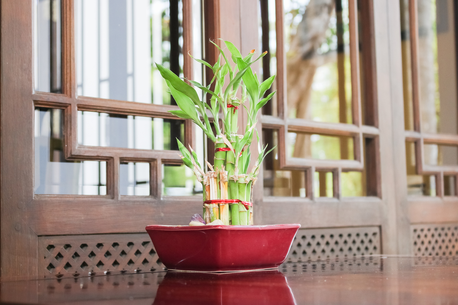 12 houseplants cats can safely choose